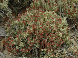 Cladonia leporina - Flickr - pellaea.jpg