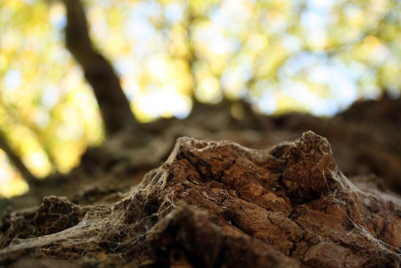 File:Close-up of living bark on a tree in England.JPG