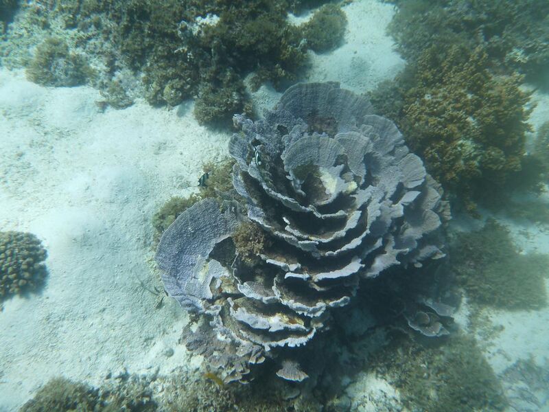 File:Coral 2.JPG