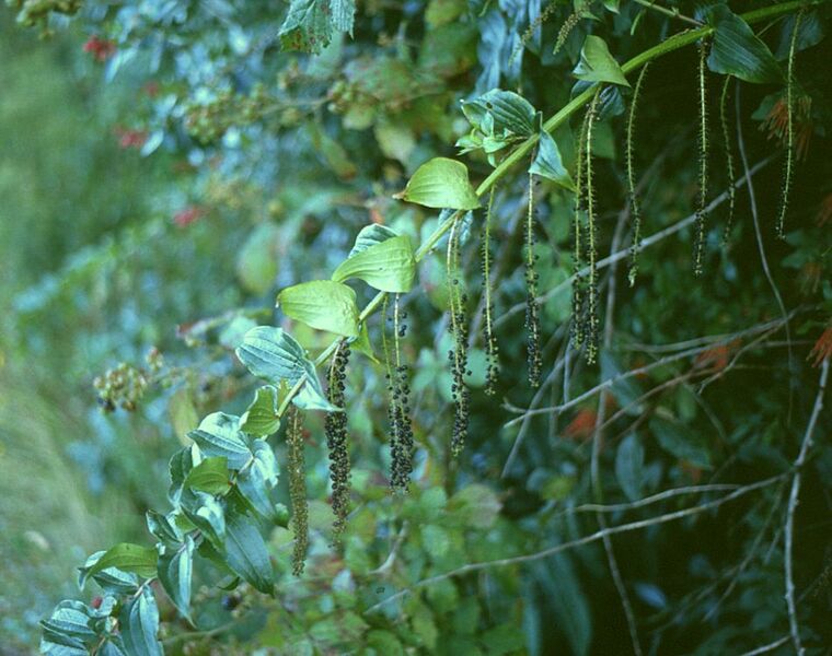 File:Coriaria ruscifolia.jpg