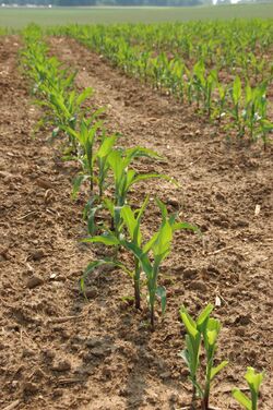 Corn Zea mays Plant Row 2000px.jpg