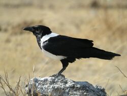 Corvus albus -Etosha National Park, Namibia-8.jpg