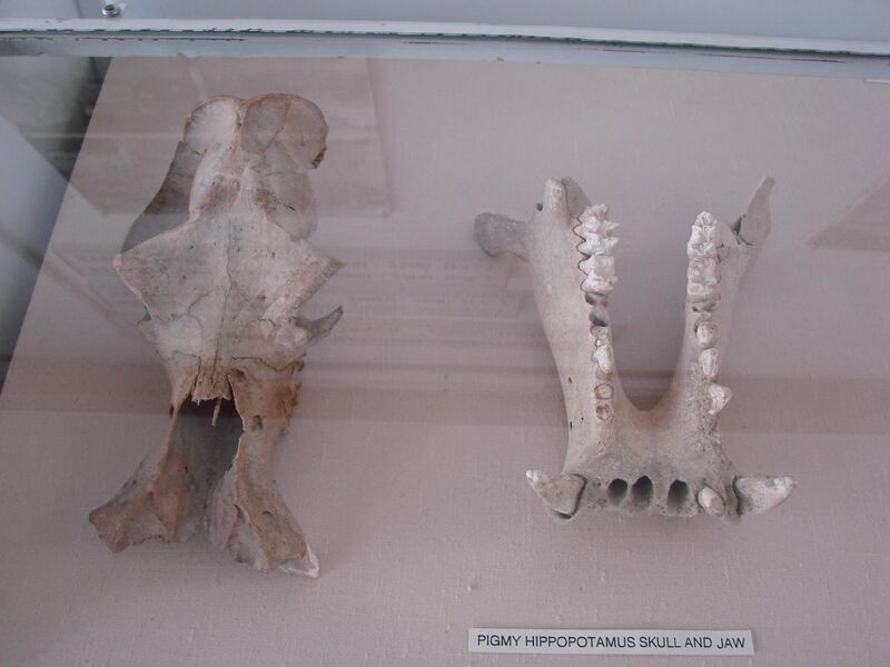 File:Cypriot pygmy hippopotamus skull and jaw.jpg