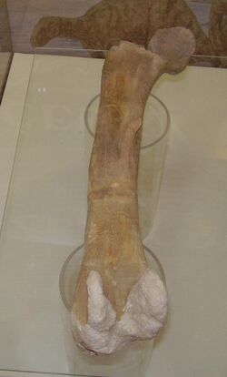 Czech iguanodontid fossil.JPG