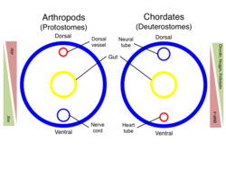 DV-axis-inversion.png