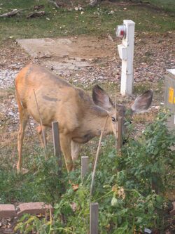 Deer eating tomato plant.JPG