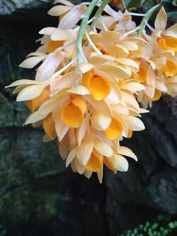 Dendrobium sulcatum Olbrich.jpg