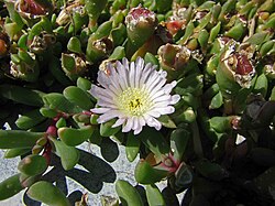Disphyma australe -紐西蘭 Napier Marine Parade, New Zealand- (45652875995).jpg