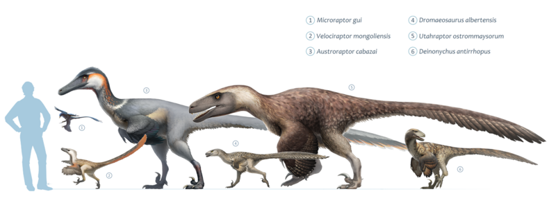 File:Dromaeosaurs.png