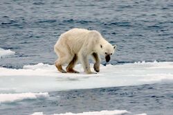 Endangered arctic - starving polar bear edit.jpg
