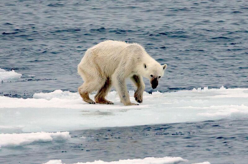 File:Endangered arctic - starving polar bear edit.jpg