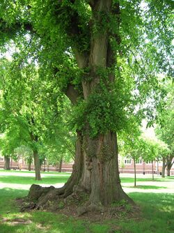 English Elm Tree on Trinity College Quad, Hartford, CT - June 15, 2011.jpg
