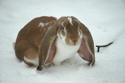English Lop Rabbit.jpg