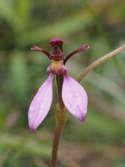 Eriochilus magenteus.jpg