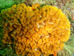 False corals at Lorry Bay PB012030.JPG