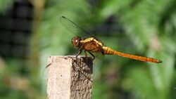 Fiery Skimmer (6741375787).jpg