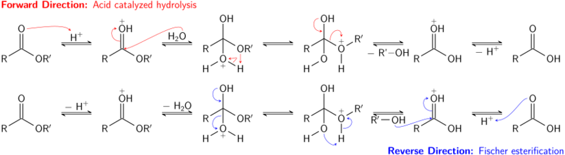 The acid-catalyzed hydrolysis of an ester and Fischer esterification correspond to two directions of an equilibrium process.