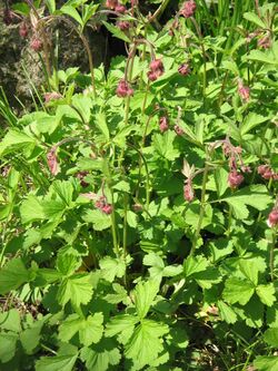 Geum rivale clump.jpg