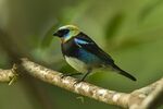 Golden-hooded Tanager - Panama H8O9777 (22882477279).jpg