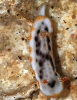 Goniobranchus pruna (10.11646-zootaxa.4359.1.1) Figure 7 (cropped).png