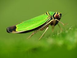 Green Leafhopper - Flickr - treegrow (2).jpg