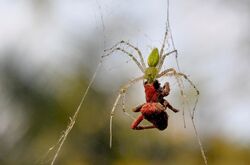 Green Lynx Spider feasting.jpg