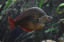 Grime Rainbowfish (Glossolepis dorityi).jpg