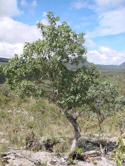 Guapira graciliflora 1 João de Deus Medeiros.jpg