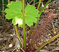 Gunnera killipiana (10620413034).jpg