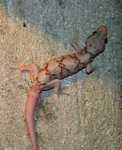 Hemidactylus depressus.jpg