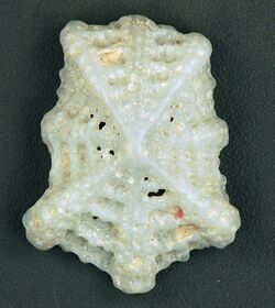 Hemitoma emarginata ostheimerae (frilly emarginate emarginula) (San Salvador Island, Bahamas) 1 (15568466654).jpg