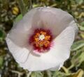 Hibiscus denudatus flower 3.jpg