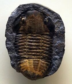Hoekaspis fossil.jpg