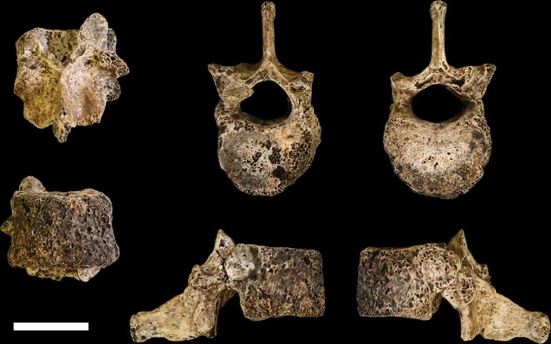 File:Homo naledi T11 vertebra.jpg