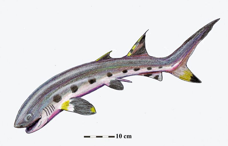 File:Hopleacanthus richelsdorfensis.jpg