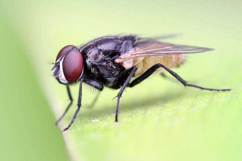 File:Housefly on a leaf crop.jpg