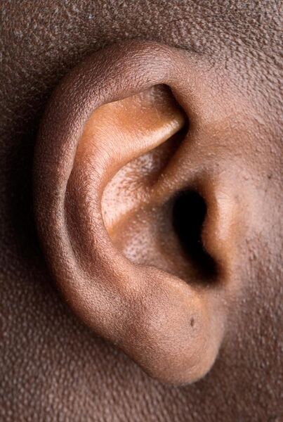 File:Human right ear (cropped).jpg