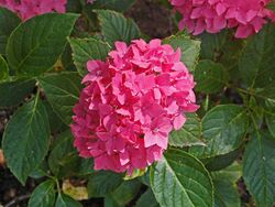 Hydrangea macrophylla - Pia.JPG