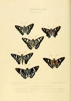 Illustrations of new species of exotic butterflies Pyrrhopyga I (1857).jpg