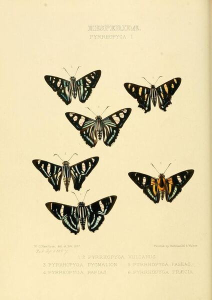 File:Illustrations of new species of exotic butterflies Pyrrhopyga I (1857).jpg