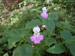 Impatiens balfourii Dordogne.jpg