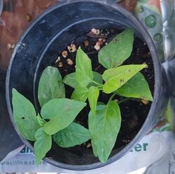 Ipomoea macrorhiza seedlings 2.jpg