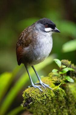 Jocotoco Antpitta.jpg