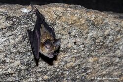 Kolar leaf-nosed bat.jpg