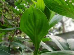 Leaf of Cheilocostus speciosus.jpg