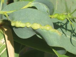 Leptocybe invasa (blue gum chalcid) gall on Eucalyptus.jpg