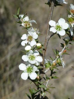 Leptospermum continentale flowers.jpg