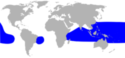 Lesser frigatebird (Fregata ariel) distribution map HBW.svg