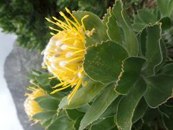 Leucospermum conocarpodendron ssp. viridum Betty's Bay 01.jpg