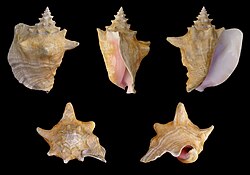 A queen conch shell is shown from five different perspectives